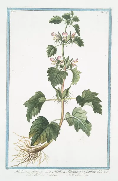Molucca Spinosa Sive Melissa Moluccana Foetida Moluca Spinosa Moluque Spiny Molucca