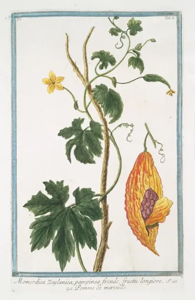Momordica Zeylanica Pampinea Fronde Fructu Longiore Pomme De Merveille Bitter Gourd From Sri Lanka