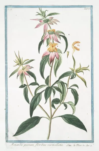 Monarda Puntata Floribus Verticillatis Spotted Bee Balm Horse Mint With Blooming Flowers