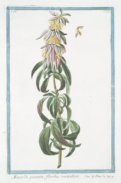 Monarda Puntata Floribus Verticillatis Spotted Bee Balm Horse Mint