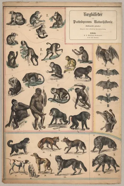 Monkeys Dogs