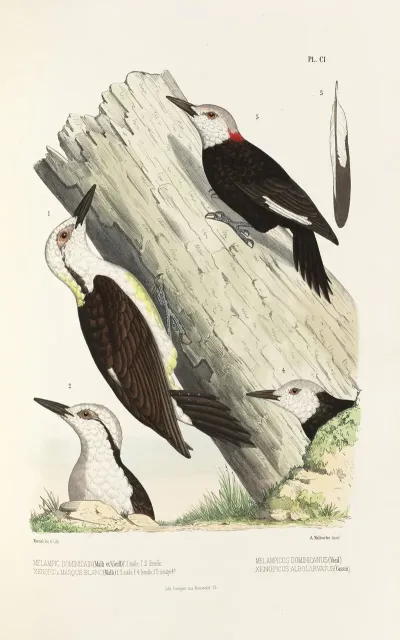 Monographie Des Picidees Pl30
