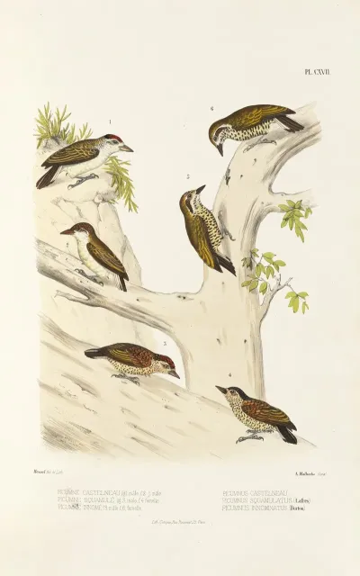 Monographie Des Picidees Pl46
