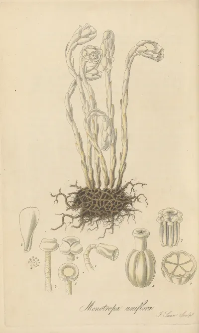 Monotropa Uniflora