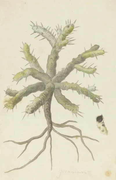 Monsonia Patersonii Or Monsonia Sp