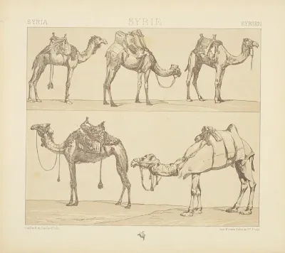 Montures Et Animaux De Transport