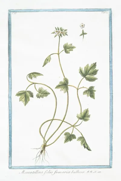 Moscattelina Foliis Fumariae Bulbosae
