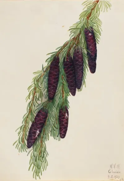 Mountain Hemlock Tsuga Mertensiana