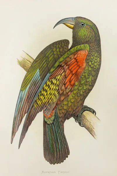 Mountain Parrot Of New Zealand Or Kea