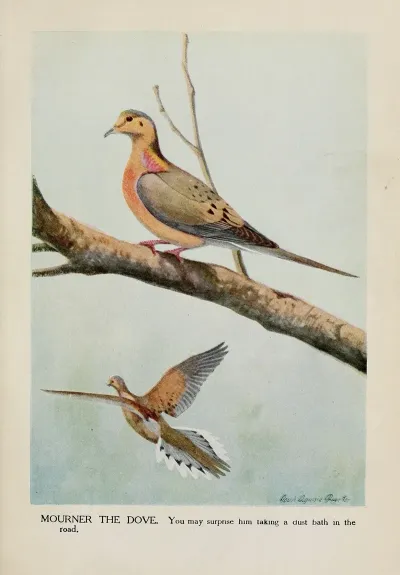 Mourner The Dove