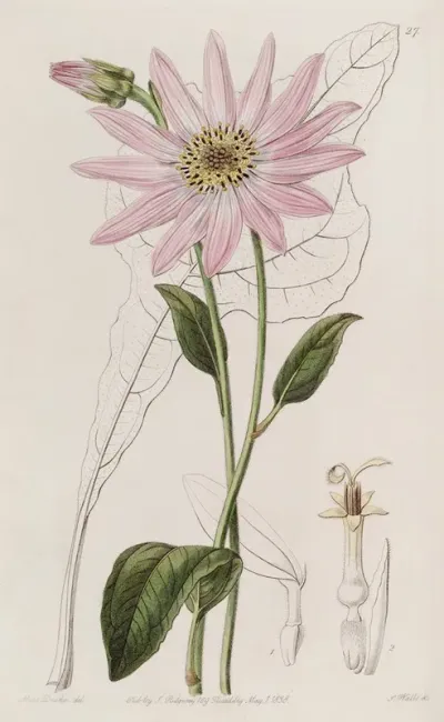 Mr Dicksons Echinacea