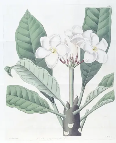Mr Lamberts Plumeria