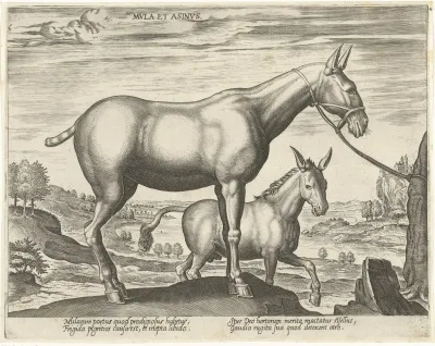 Mula Et Asinus