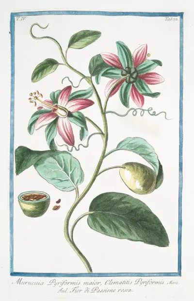 Murucuia Pyriformis Maior Clematitis Pyriformis Fior Di Passione Rossa Passion Flower
