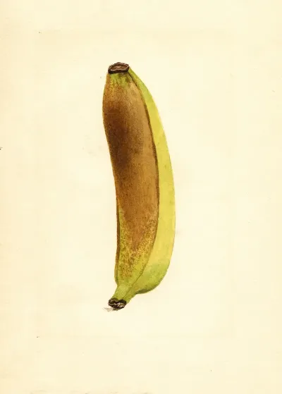 Musa 3