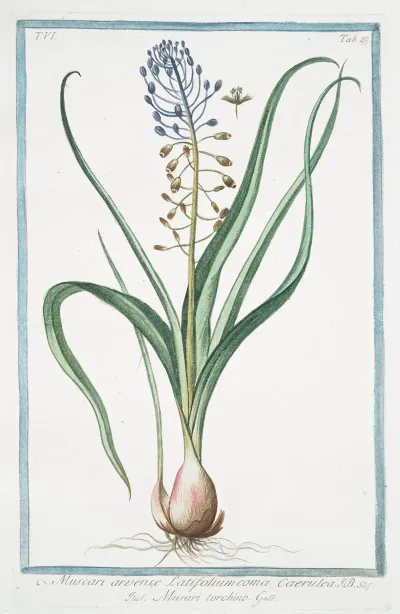 Muscara Arvense Latifolium Coma Caerulea Musari Torchino Grape Hyacinth
