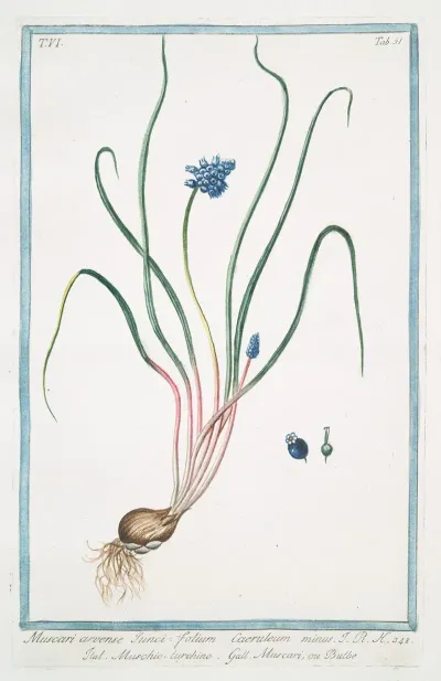 Muscari Arvense Iunci Folium Caeruleum Minus Muschio Turchino Muscari Ou Bulbe Grape Hyacinth Bulb