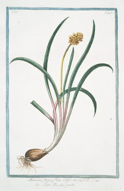 Muscari Flavo Flore Clus Fiore Muschio Giallo Yellow Hyacinth