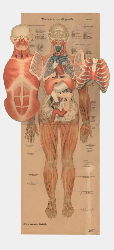 Muscles And Internal Organs 2