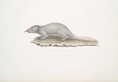 Musk Shrew Sorex Myosurus