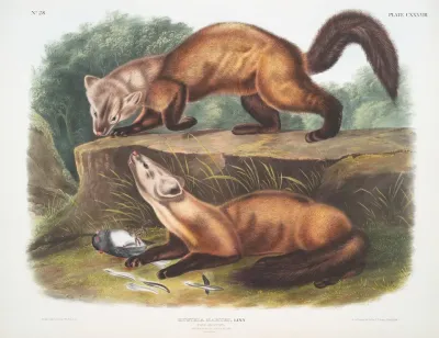 Mustela Martes Pine Marten Male Female Winter Pelage Natural Size