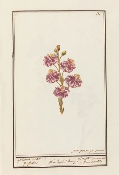Muurbloem Erysimum Cheiri