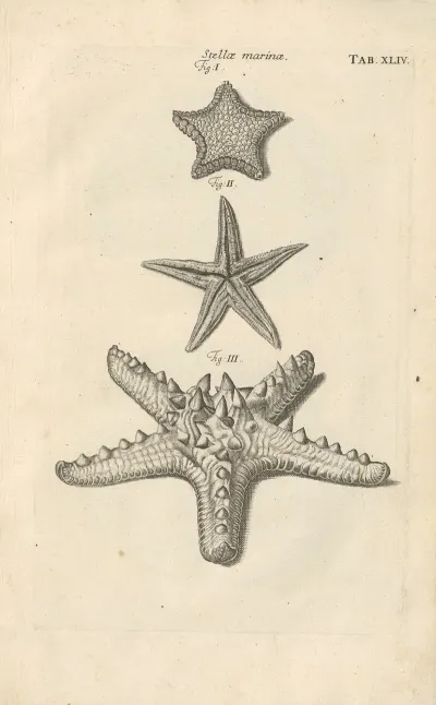 Mvsei Gottwaldiani Testaceorvm Stellarvm Marinarvm Et Coralliorvm Quae Supersvnt Tabvlae Pl 44