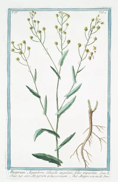 Myagrum Aegyptium Siliqulatis Foliis Tripartitis Sive Myagrum Polyspermum Miagro Con Molti Semi