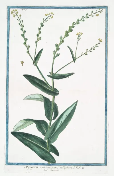 Myagrum Monospermon Latifolium Miagro Birds Eye Cress