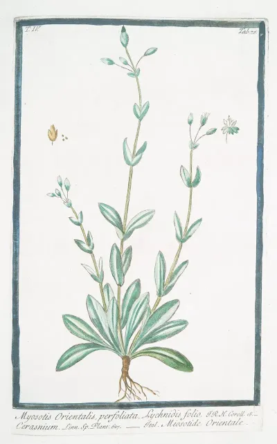 Myosotis Orientalis Perfoliata Lychnidis Folio Cerasnium Miosotide Orientale Forget Me Not