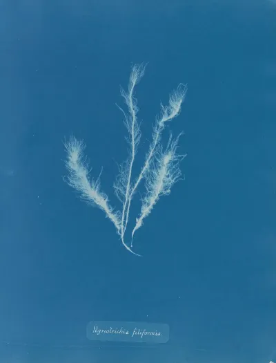 Myriotrichia Filiformis