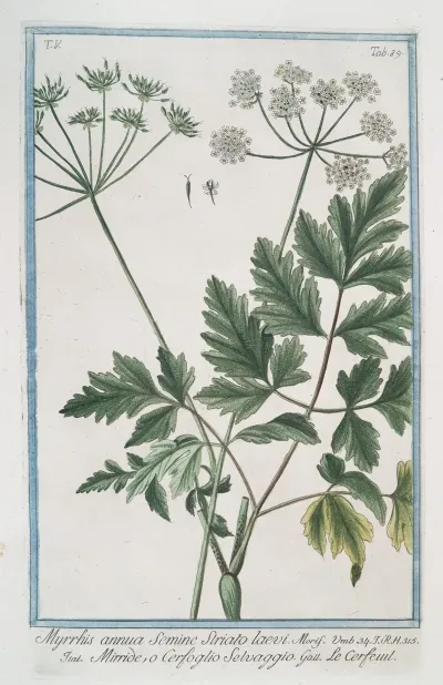 Myrrhis Annua Semine Striato Laevi Mirride O Cerfoglio Selvaggio Le Cerfeuil Sweet Chervil