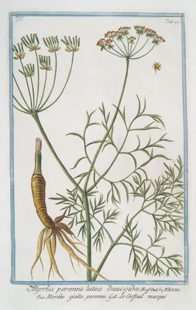 Myrrhis Perennis Lutea Daucoides Mirride Gialla Perenne Le Cerfeuil Musque Musky Chervil