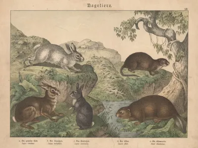 Nagetiere A Der Gemeine Hase B Der Alpenhase C Das Kaninchen D Der Biber E Die Bisamratte