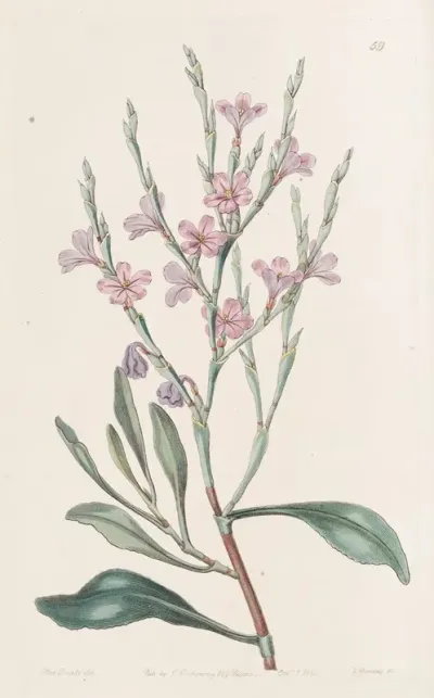 Naked Monopetalus Sea Lavender