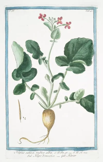Napus Sativa Radice Alba Napo Domestico Naver Turnip Family