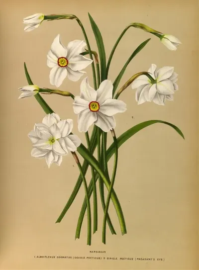 Narcissus 4
