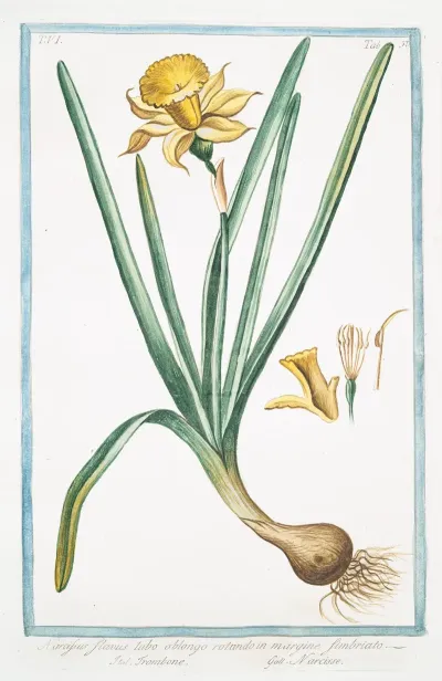 Narcissus Flavus Tubo Oblongo Rotundo In Margine Fimbriato Trombone Narcisse Yellow Narcisse