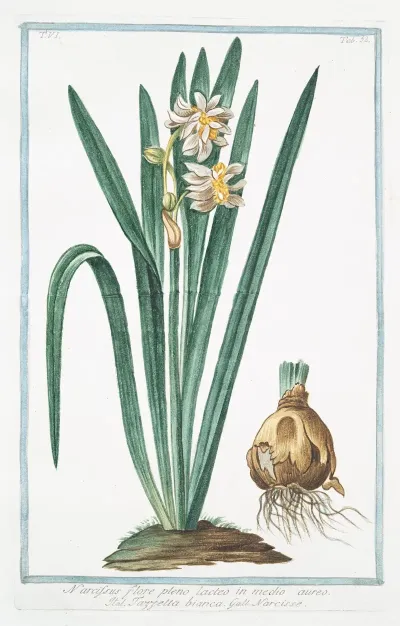 Narcissus Flore Pleno Lacteo In Medio Aureo Tazzetta Bianca Narcisse