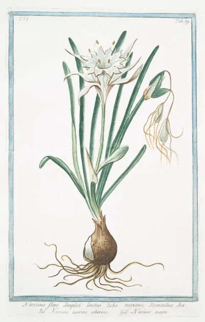 Narcissus Flore Simplici Lacteo Tubo Maximo Staminibus Sex Narcisso Marino Odoroso Narisse Marin