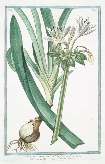 Narcissus Maritimus Pancratzio Narcisse Marin Sea Daffodil