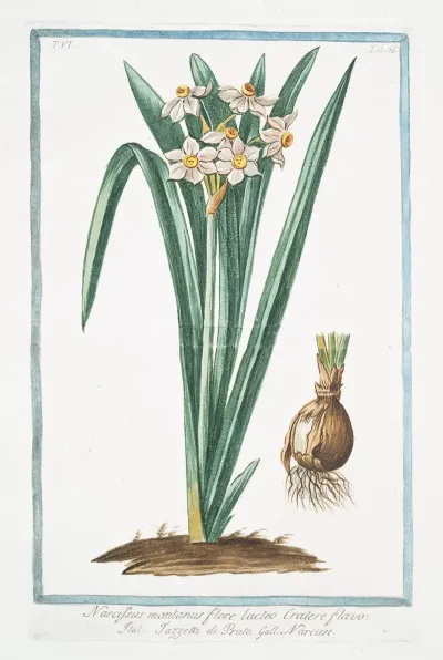 Narcissus Montanus Flore Lacteo Cratere Flavo Tazzetta Di Prato Narcisse Mountain Daffodil