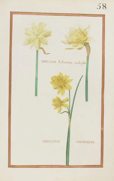 Narcissus Silvestris Multiplex Narcissus Iuncifolius