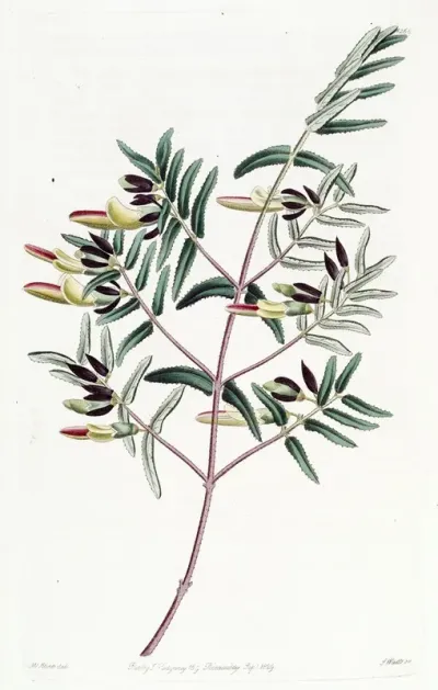 Narrow Leaved Scottia