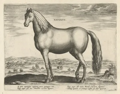 Natolus
