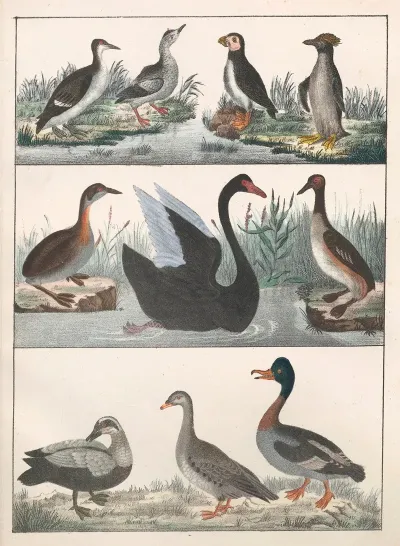 Natural History Galerya Obrazowa Zwierzat Czyli Historya Naturalna Pl 10