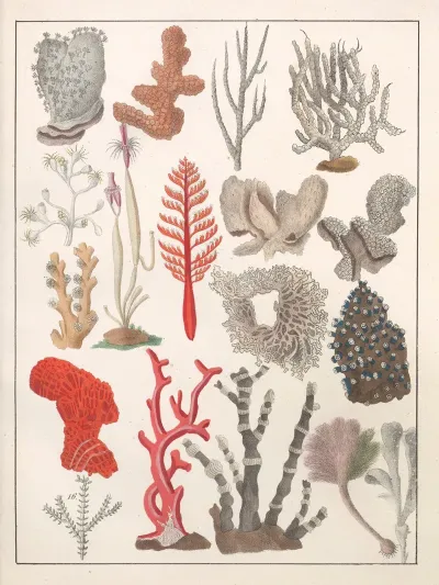 Natural History Galerya Obrazowa Zwierzat Czyli Historya Naturalna Pl 16