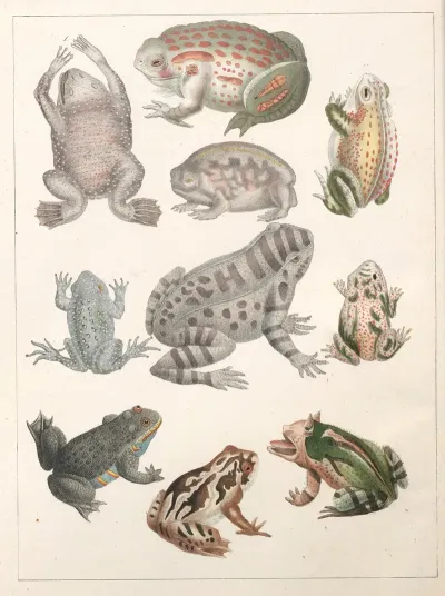 Natural History Galerya Obrazowa Zwierzat Czyli Historya Naturalna Pl 19