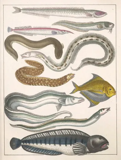 Natural History Galerya Obrazowa Zwierzat Czyli Historya Naturalna Pl 31