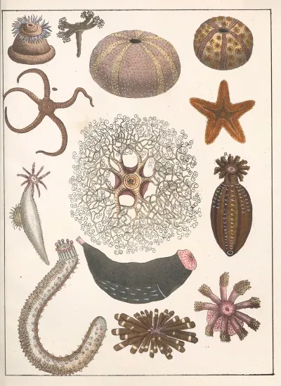 Natural History Galerya Obrazowa Zwierzat Czyli Historya Naturalna Pl 32